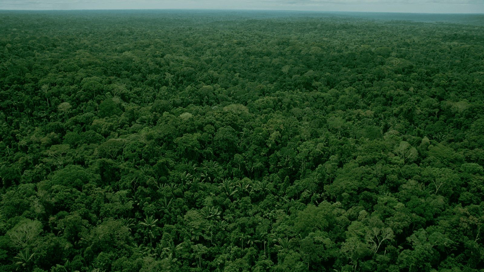 Forestry focused risk management tools