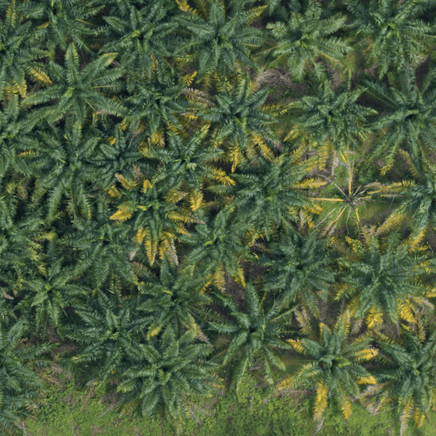 Crop Health (Mature Palms)